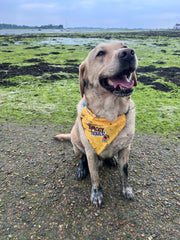 Waggy Trails Dog Bandana