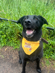 Waggy Trails Dog Bandana