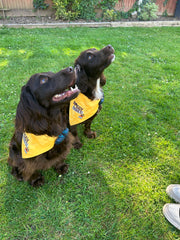 Waggy Trails Dog Bandana