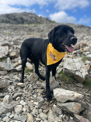 Waggy Trails Dog Bandana